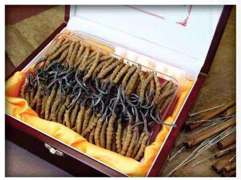 道外冬虫夏草回收